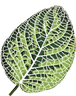 feuille nervure